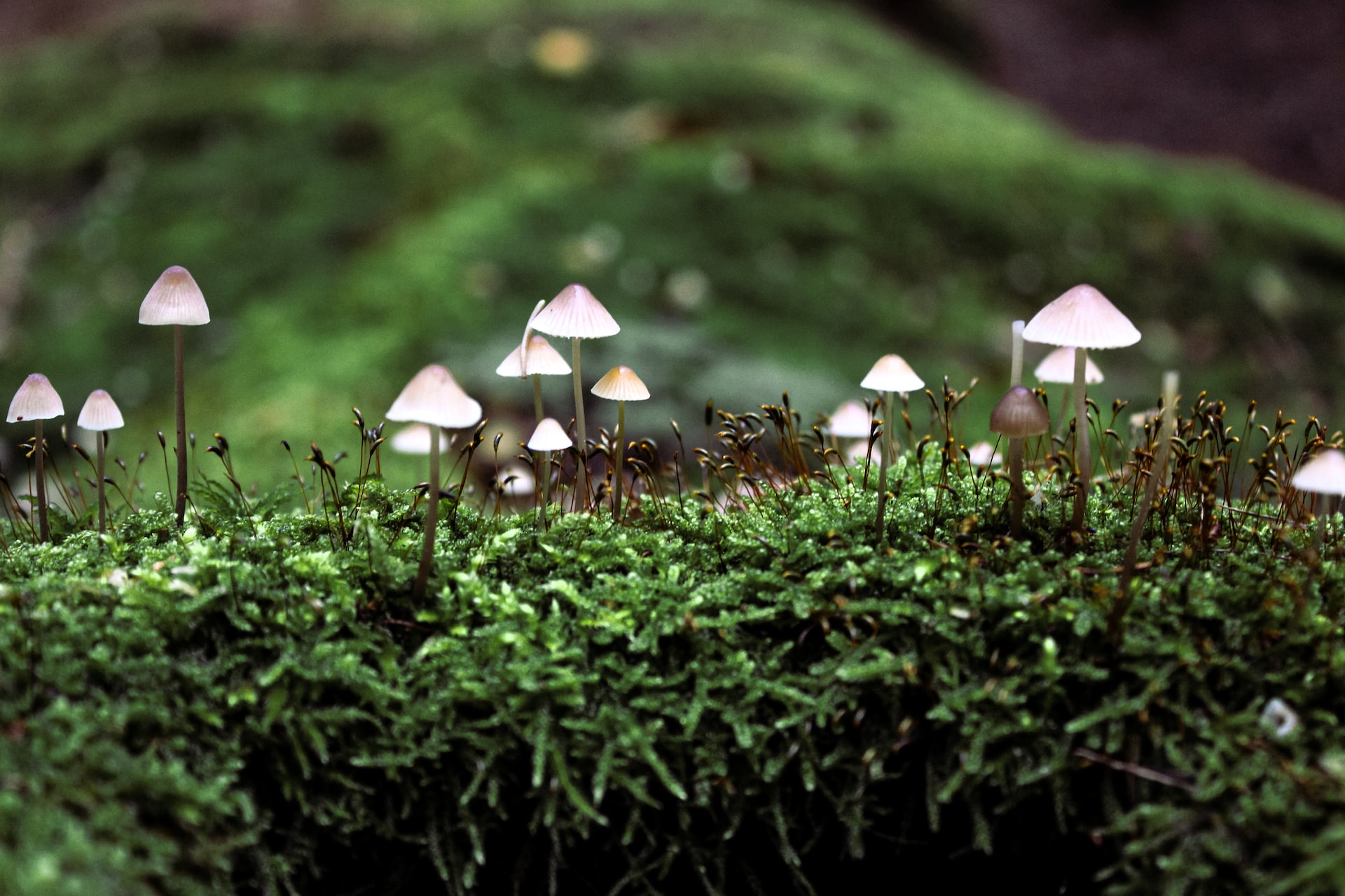 Mushroom Trip: Intelligent Communication is the Fabric of Hyperautomation